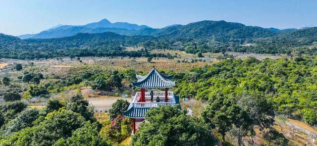 冬日浪漫！深圳坪山賞梅路線快收藏好