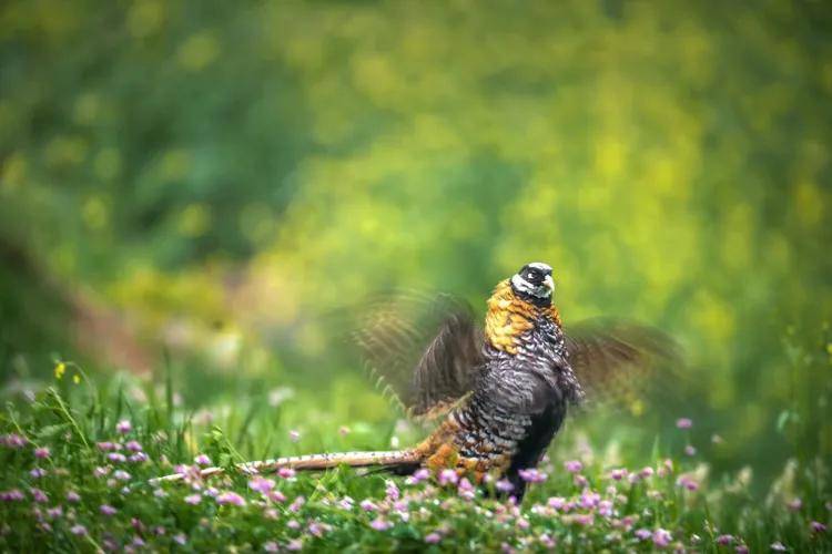 國際旅遊攝影網2026年國內外攝影路線全景指南