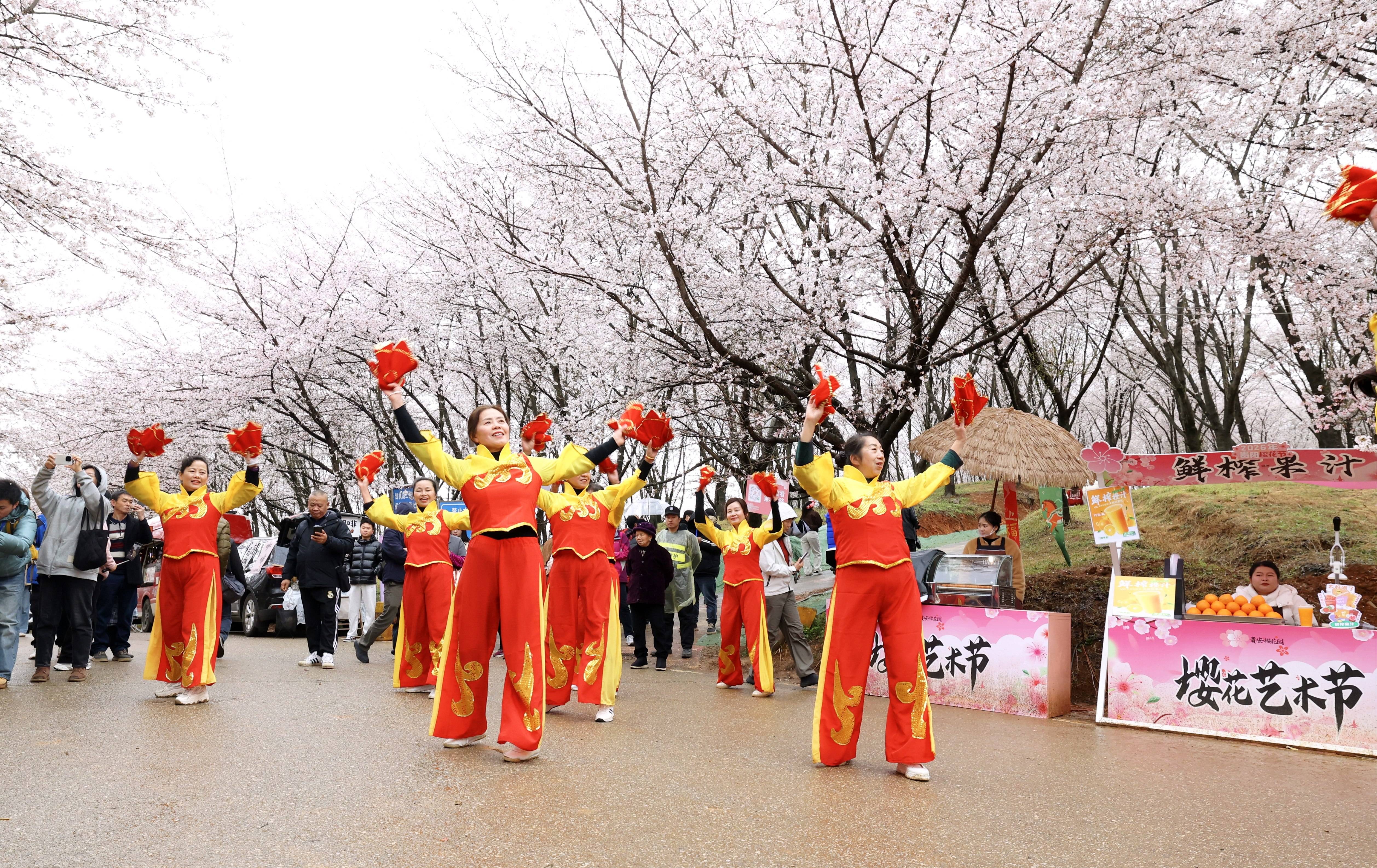雨中櫻花園別樣浪漫！貴安櫻花園上演民族舞蹈快閃