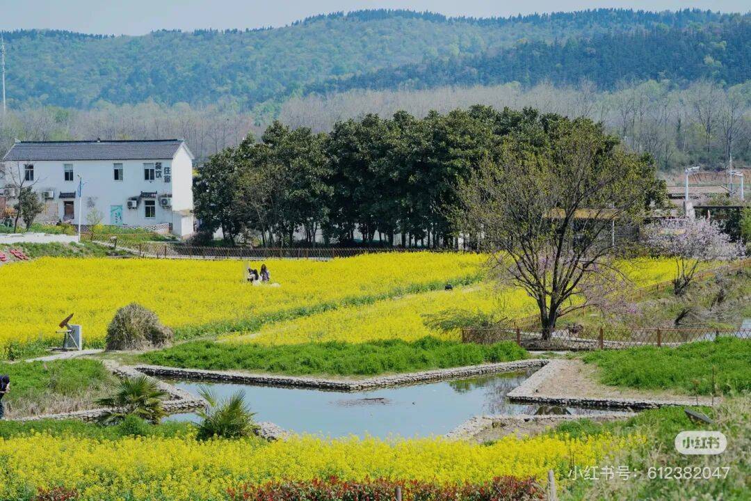 不用跑遠！南京市區及周邊油菜花地圖，收藏出發