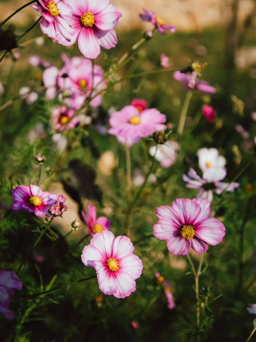收藏！泉州春日賞花去哪裡？花期+地址全攻略