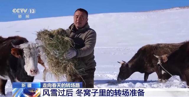 20萬餘頭牛羊“搬家”進行中 阿勒泰春季轉場有多壯觀