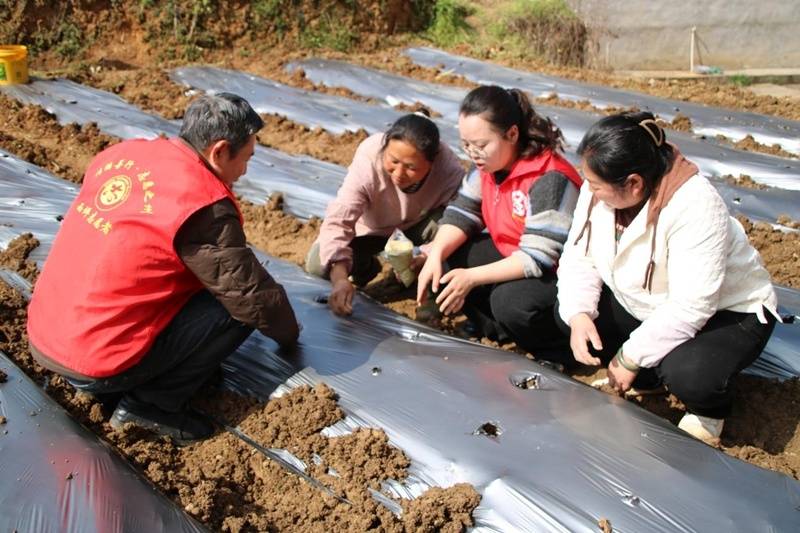 貴州省農科院：把論文寫在大地上 把政績立在田野間