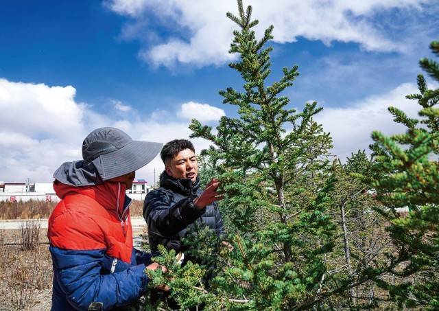 科技助力高原“植綠”闖過“五道生死關”
